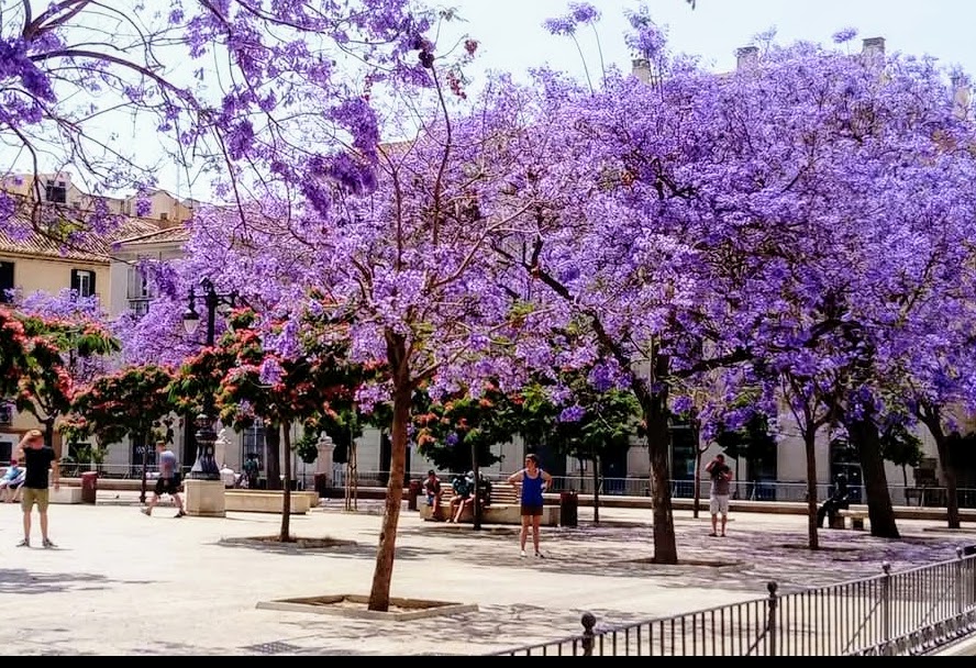Spring in Malaga. Plaza de la Merced. Jacaranda